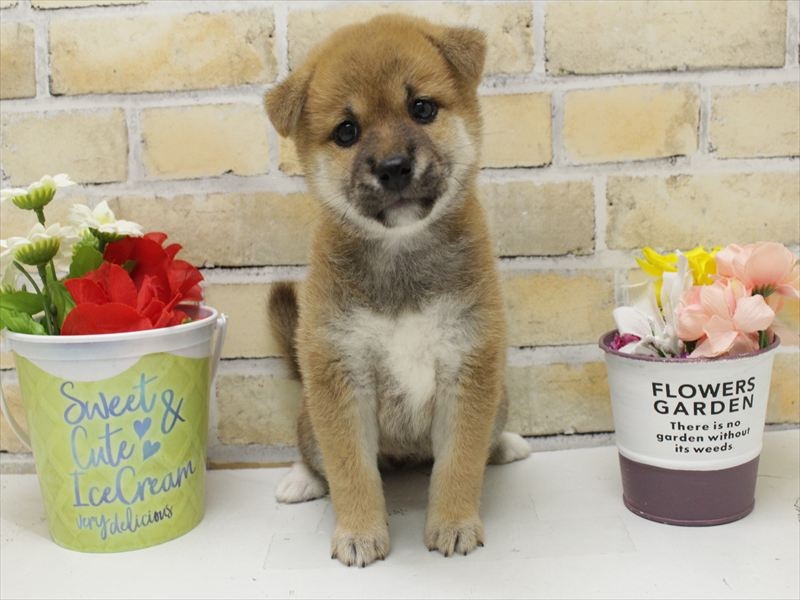 福岡県の柴犬(標準サイズ) (ワンラブ福岡総本店/2025年5月12日生まれ/女の子/赤)の子犬の3枚目の画像