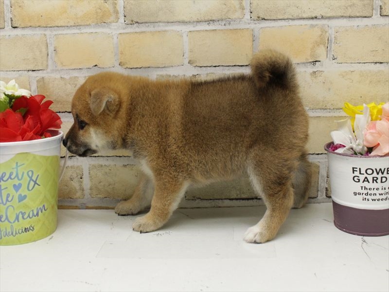 福岡県の柴犬(標準サイズ) (ワンラブ福岡総本店/2025年5月12日生まれ/女の子/赤)の子犬の2枚目の画像