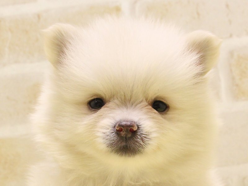 神奈川県のポメラニアン (ワンラブカインズ三浦店/2025年5月12日生まれ/男の子/クリーム)の子犬の1枚目の画像