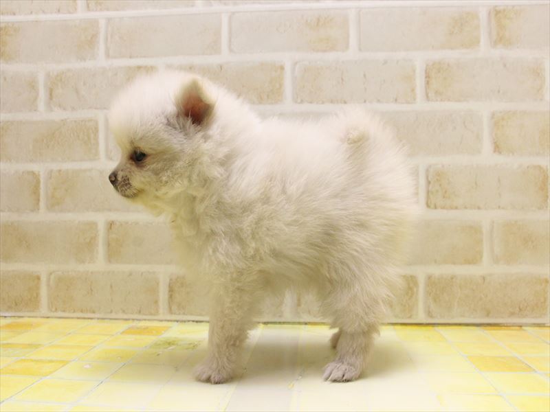 神奈川県のポメラニアン (ワンラブカインズ三浦店/2025年5月12日生まれ/男の子/クリーム)の子犬の3枚目の画像