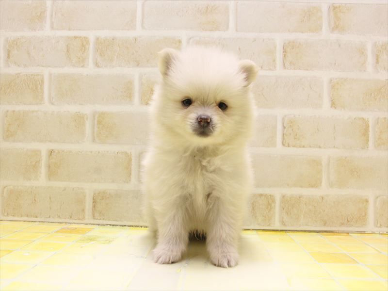 神奈川県のポメラニアン (ワンラブカインズ三浦店/2025年5月12日生まれ/男の子/クリーム)の子犬の2枚目の画像