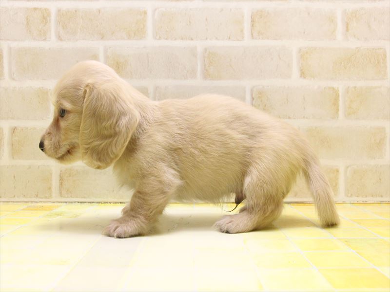 愛知県のミニチュアダックスフンド(ロング) (ワンラブ名古屋守山インター総本店/2025年5月13日生まれ/男の子/イエロー)の子犬の3枚目の画像
