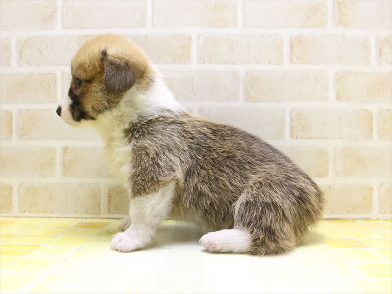 愛知県のウェルシュコーギーペンブローク (ワンラブ名古屋守山インター総本店/2025年5月14日生まれ/男の子/レッドホワイト)の子犬の3枚目の画像