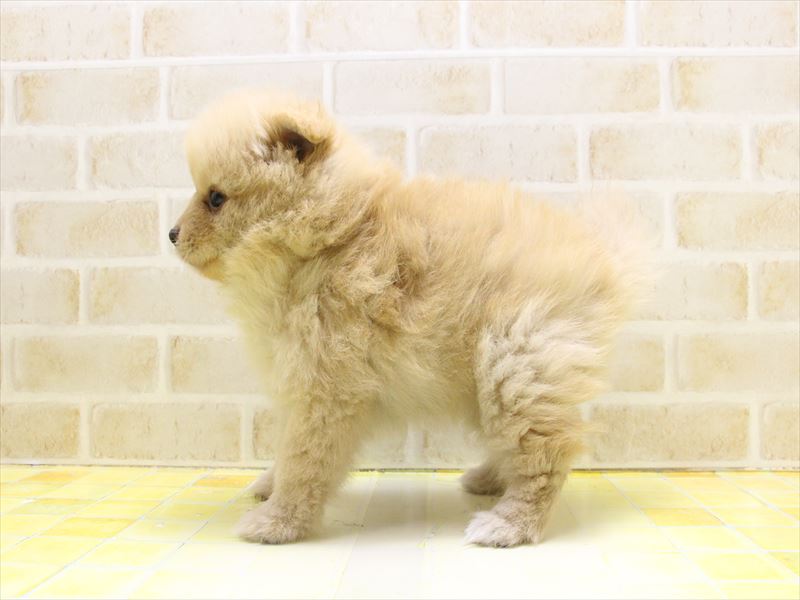 愛知県のポメラニアン (ワンラブ名古屋守山インター総本店/2025年5月14日生まれ/女の子/オレンジ)の子犬の3枚目の画像