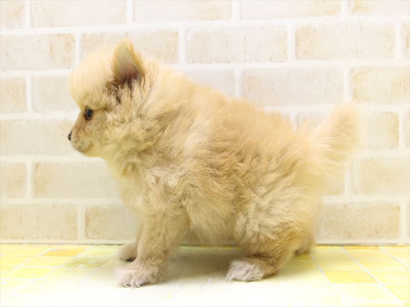 愛知県のポメラニアン (ワンラブ名古屋守山インター総本店/2025年5月14日生まれ/男の子/オレンジ)の子犬の3枚目の画像