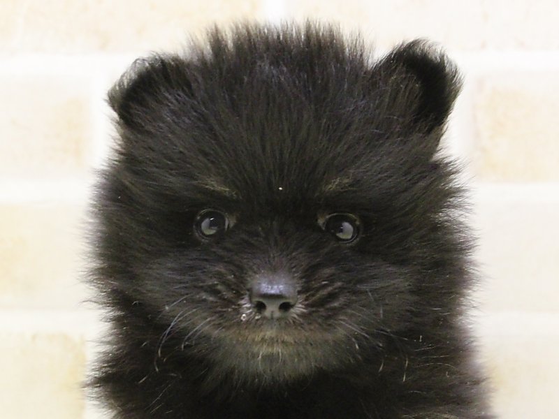 神奈川県のポメラニアン (ワンラブフレスポ小田原シティーモール店/2025年5月14日生まれ/男の子/ブラックタン)の子犬の1枚目の画像