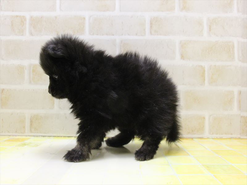 神奈川県のポメラニアン (ワンラブフレスポ小田原シティーモール店/2025年5月14日生まれ/男の子/ブラックタン)の子犬の3枚目の画像