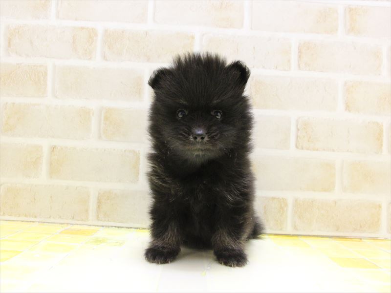 神奈川県のポメラニアン (ワンラブフレスポ小田原シティーモール店/2025年5月14日生まれ/男の子/ブラックタン)の子犬の2枚目の画像