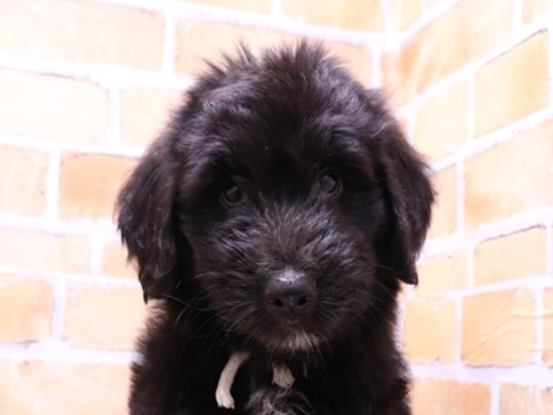 大阪府のハーフ犬・ミックス犬 (ワンラブおっきなもふもふ大阪総本店(FC)/2025年5月21日生まれ/男の子/ブラック)の子犬の1枚目の画像
