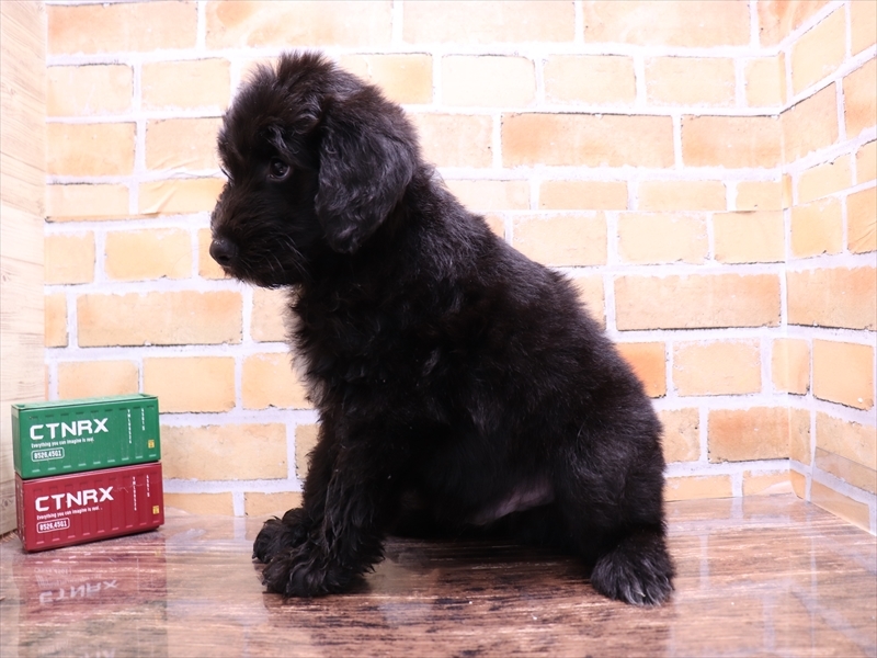 大阪府のハーフ犬・ミックス犬 (ワンラブおっきなもふもふ大阪総本店(FC)/2025年5月21日生まれ/男の子/ブラック)の子犬の3枚目の画像