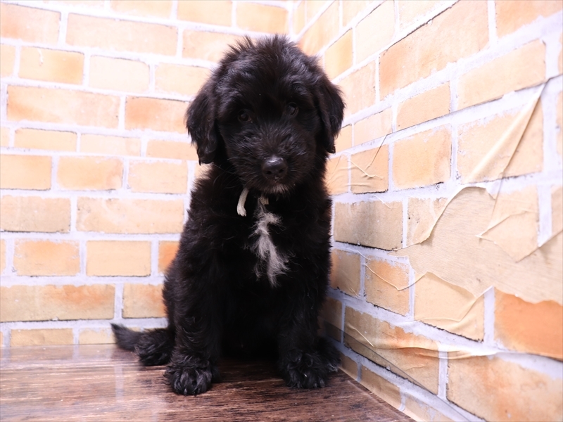 大阪府のハーフ犬・ミックス犬 (ワンラブおっきなもふもふ大阪総本店(FC)/2025年5月21日生まれ/男の子/ブラック)の子犬の2枚目の画像
