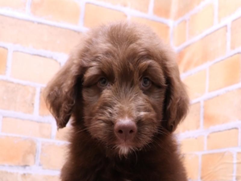 大阪府のハーフ犬・ミックス犬 (ワンラブおっきなもふもふ大阪総本店(FC)/2025年5月21日生まれ/女の子/ブラウン)の子犬の1枚目の画像
