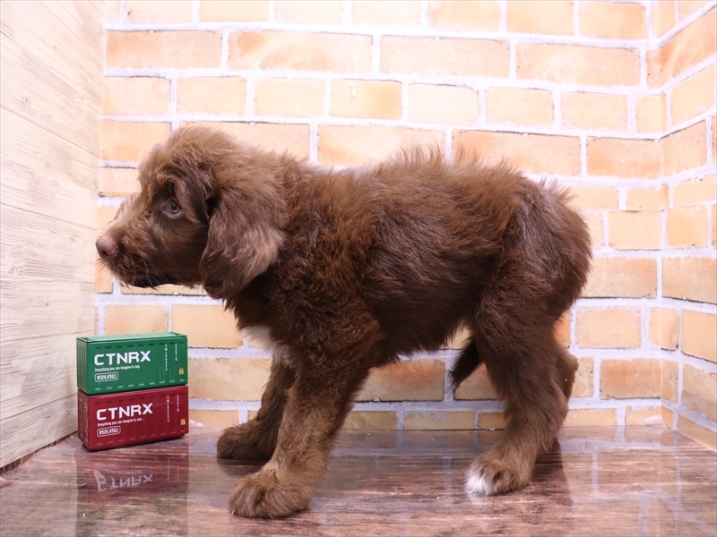 大阪府のハーフ犬・ミックス犬 (ワンラブおっきなもふもふ大阪総本店(FC)/2025年5月21日生まれ/女の子/ブラウン)の子犬の3枚目の画像