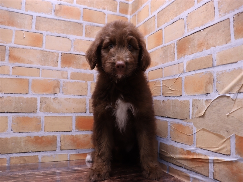 大阪府のハーフ犬・ミックス犬 (ワンラブおっきなもふもふ大阪総本店(FC)/2025年5月21日生まれ/女の子/ブラウン)の子犬の2枚目の画像
