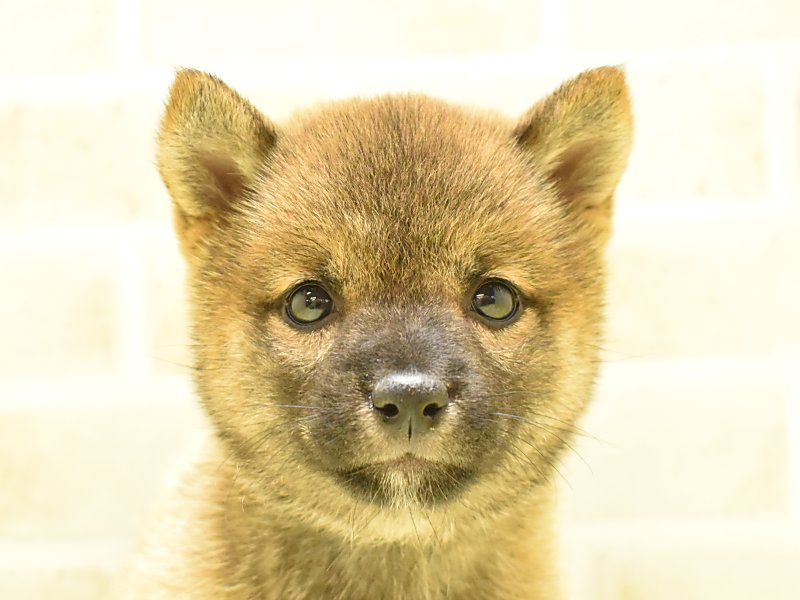 群馬県の柴犬(標準サイズ) (ワンラブスマーク伊勢崎店/2025年5月17日生まれ/男の子/赤)の子犬