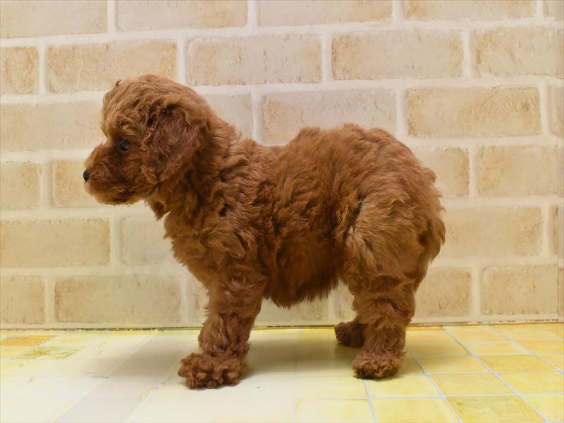 東京都のタイニープードル (ワンラブ東京葛飾総本店/2025年5月1日生まれ/女の子/レッド)の子犬の3枚目の画像