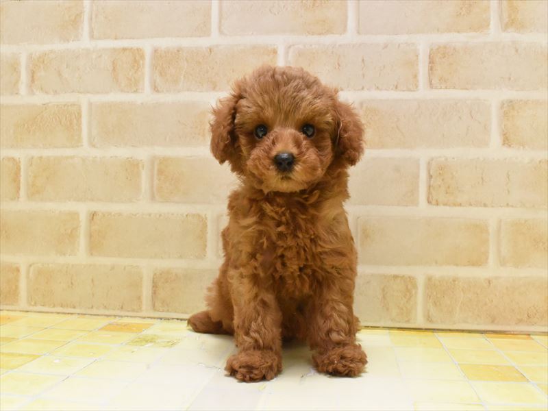 東京都のタイニープードル (ワンラブ東京葛飾総本店/2025年5月1日生まれ/女の子/レッド)の子犬の2枚目の画像
