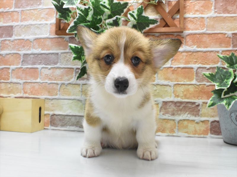 愛知県のウェルシュコーギーペンブローク (ワンラブ名古屋守山インター総本店/2025年5月18日生まれ/女の子/セーブルホワイト)の子犬の2枚目の画像