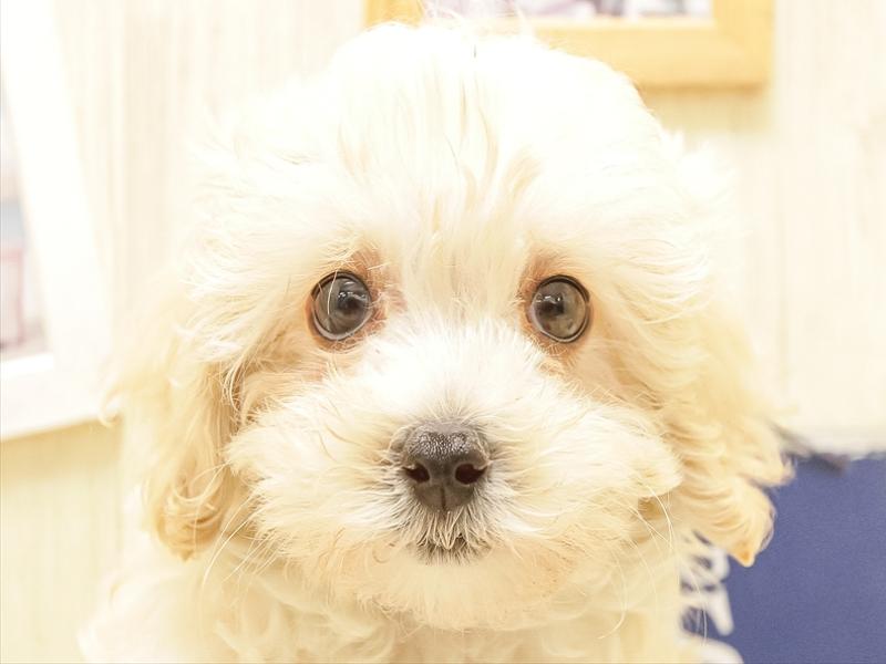 愛知県のマルプー(マルチーズ×プードル) (ワンラブ名古屋守山インター総本店/2025年5月26日生まれ/女の子/クリーム)の子犬の1枚目の画像