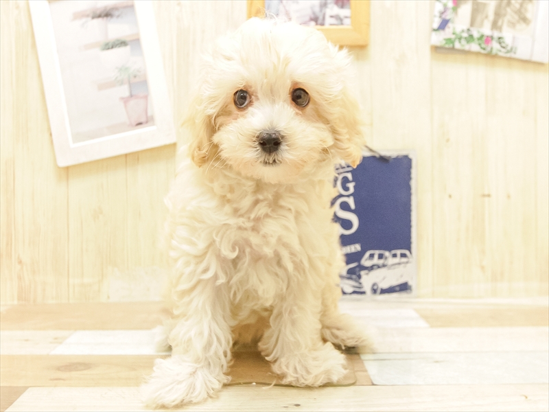愛知県のマルプー(マルチーズ×プードル) (ワンラブ名古屋守山インター総本店/2025年5月26日生まれ/女の子/クリーム)の子犬の3枚目の画像