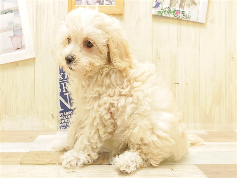 愛知県のマルプー(マルチーズ×プードル) (ワンラブ名古屋守山インター総本店/2025年5月26日生まれ/女の子/クリーム)の子犬の2枚目の画像