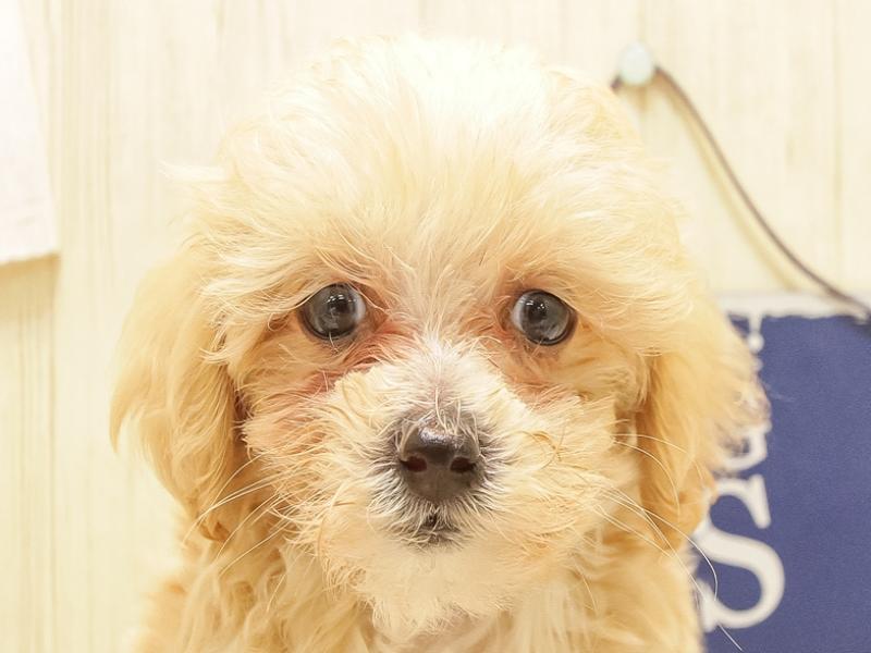 愛知県のマルプー(マルチーズ×プードル) (ワンラブ名古屋守山インター総本店/2025年5月26日生まれ/男の子/アプリコット)の子犬の1枚目の画像