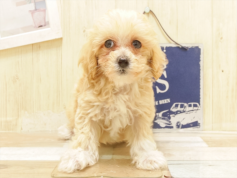 愛知県のマルプー(マルチーズ×プードル) (ワンラブ名古屋守山インター総本店/2025年5月26日生まれ/男の子/アプリコット)の子犬の3枚目の画像