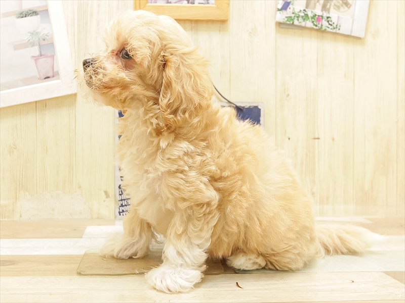 愛知県のマルプー(マルチーズ×プードル) (ワンラブ名古屋守山インター総本店/2025年5月26日生まれ/男の子/アプリコット)の子犬の2枚目の画像