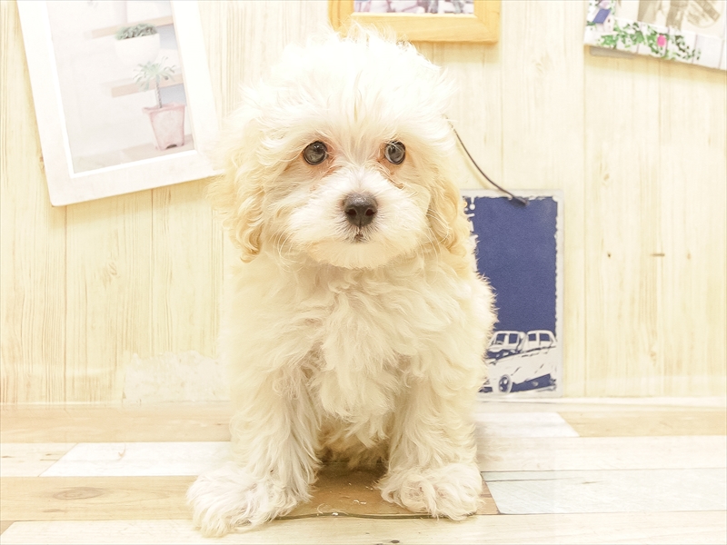 愛知県のマルプー(マルチーズ×プードル) (ワンラブ名古屋守山インター総本店/2025年5月26日生まれ/男の子/クリーム)の子犬の3枚目の画像