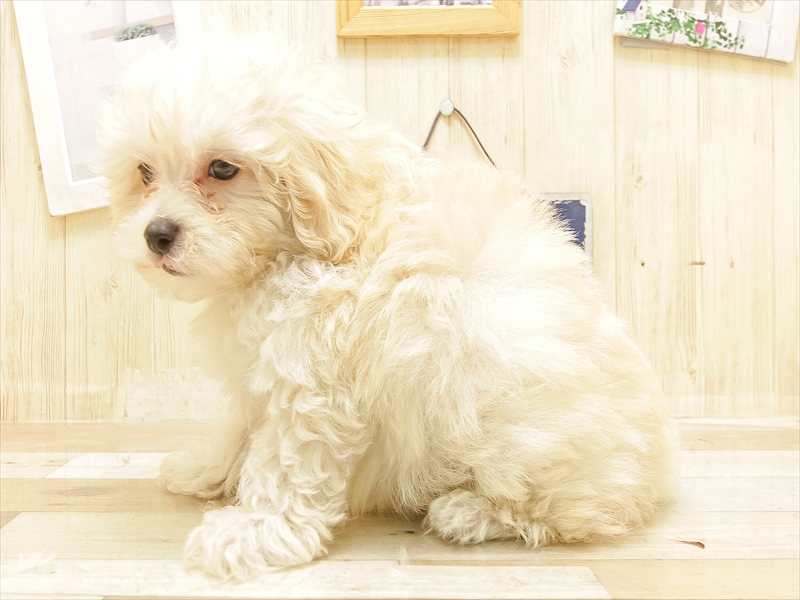 愛知県のマルプー(マルチーズ×プードル) (ワンラブ名古屋守山インター総本店/2025年5月26日生まれ/男の子/クリーム)の子犬の2枚目の画像