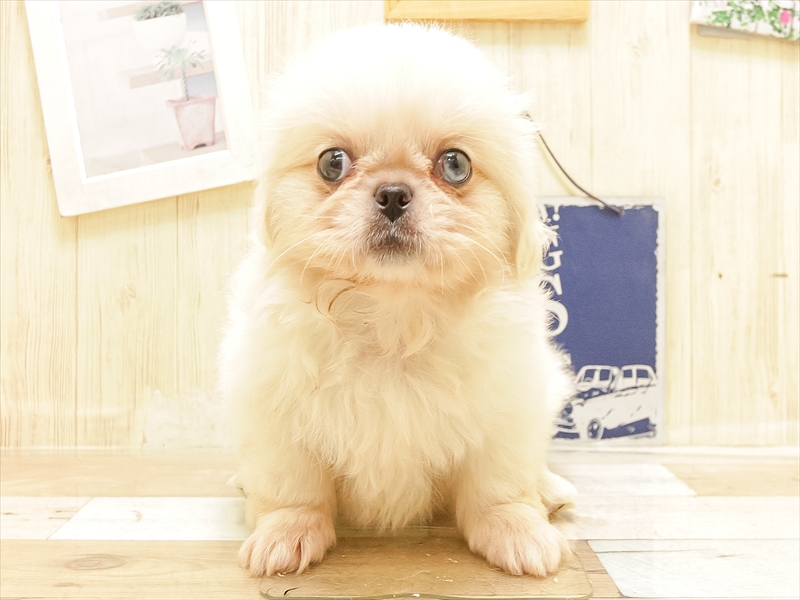愛知県のペキニーズ (ワンラブ名古屋守山インター総本店/2025年5月26日生まれ/女の子/クリームホワイト)の子犬の3枚目の画像