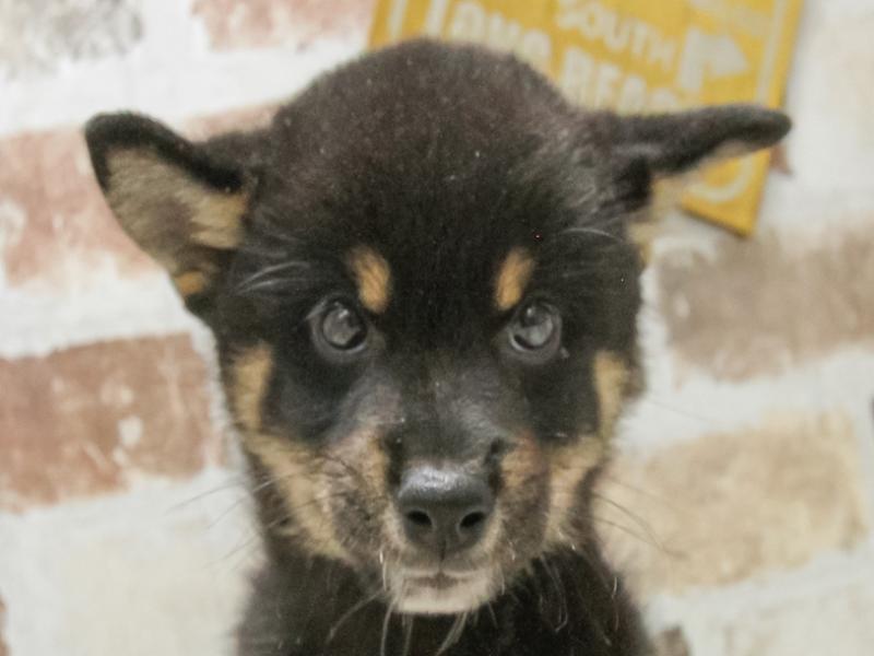愛知県の柴犬(標準サイズ) (ワンラブ名古屋守山インター総本店/2025年5月24日生まれ/男の子/黒)の子犬の1枚目の画像