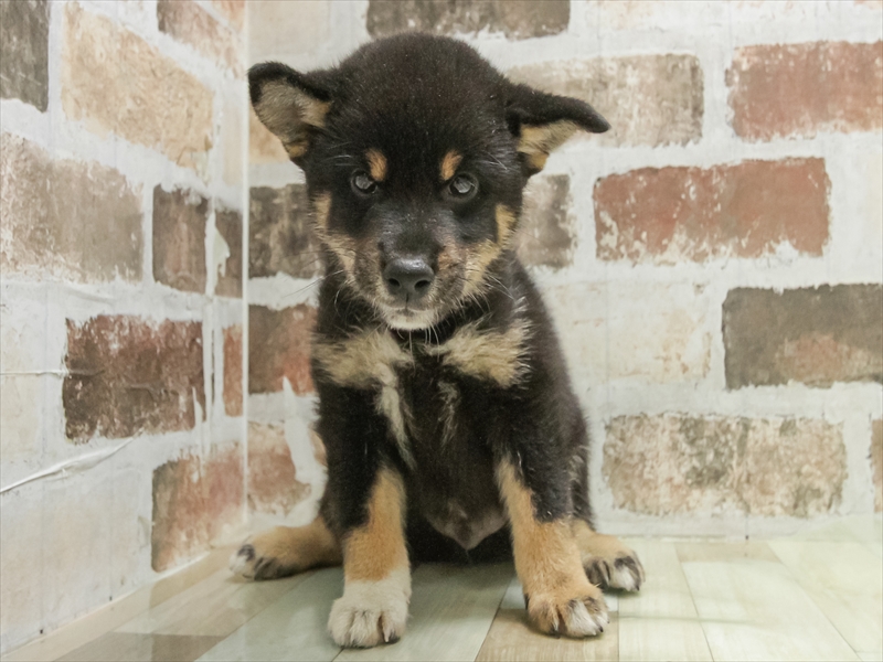 愛知県の柴犬(標準サイズ) (ワンラブ名古屋守山インター総本店/2025年5月24日生まれ/男の子/黒)の子犬の3枚目の画像