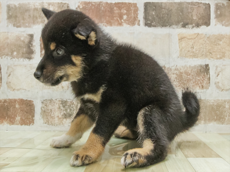 愛知県の柴犬(標準サイズ) (ワンラブ名古屋守山インター総本店/2025年5月24日生まれ/男の子/黒)の子犬の2枚目の画像