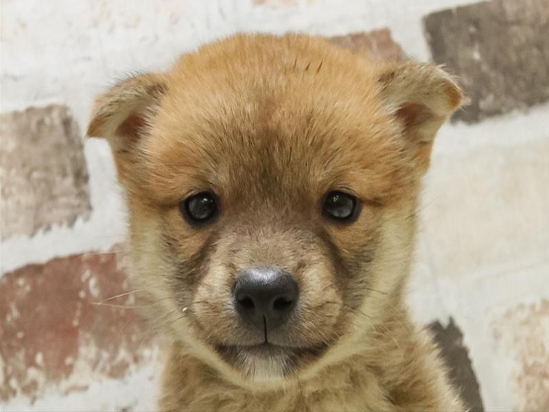 愛知県の柴犬(標準サイズ) (ワンラブ名古屋守山インター総本店/2025年5月25日生まれ/男の子/赤)の子犬の1枚目の画像