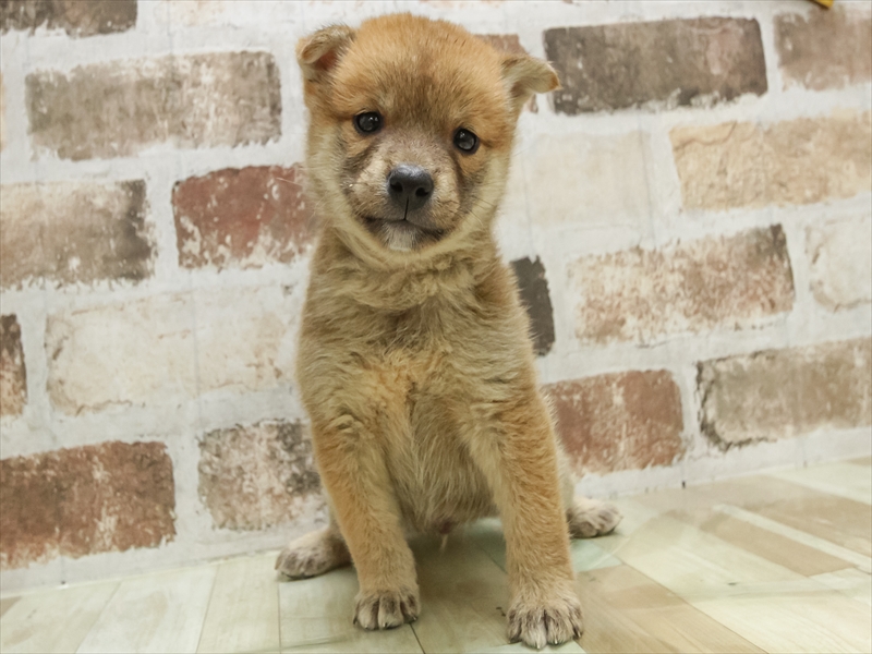 愛知県の柴犬(標準サイズ) (ワンラブ名古屋守山インター総本店/2025年5月25日生まれ/男の子/赤)の子犬の3枚目の画像
