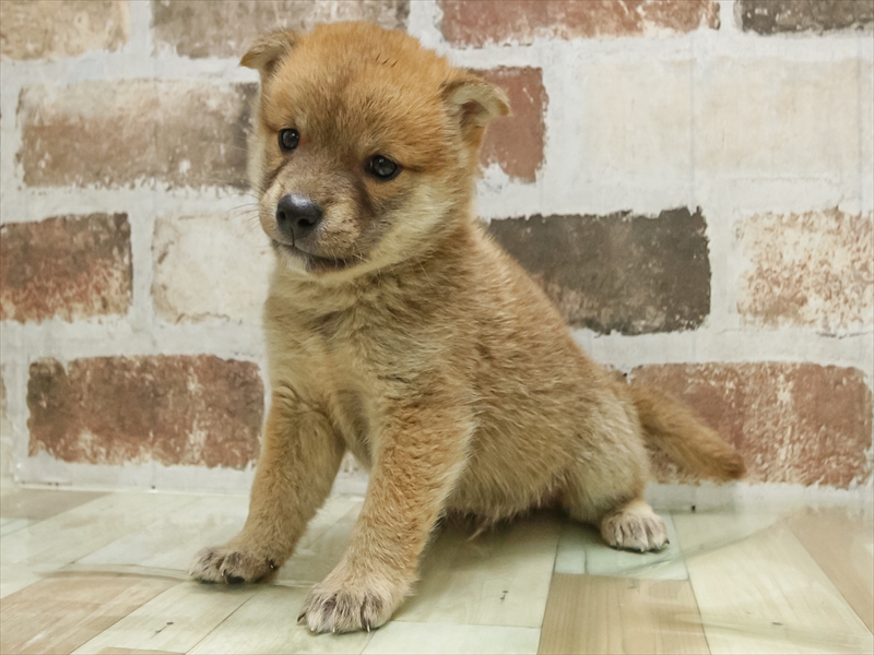 愛知県の柴犬(標準サイズ) (ワンラブ名古屋守山インター総本店/2025年5月25日生まれ/男の子/赤)の子犬の2枚目の画像