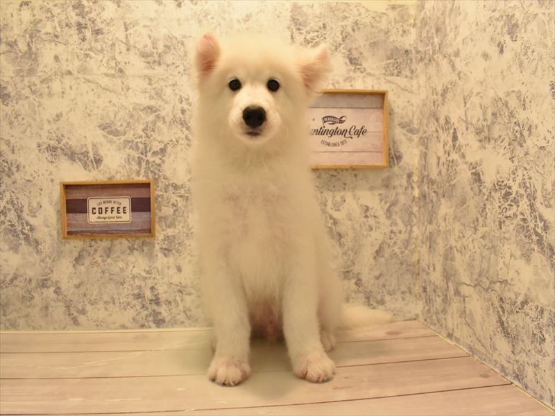 愛知県のサモエド (ワンラブおっきなもふもふ名古屋総本店/2025年5月23日生まれ/男の子/ホワイト)の子犬の3枚目の画像