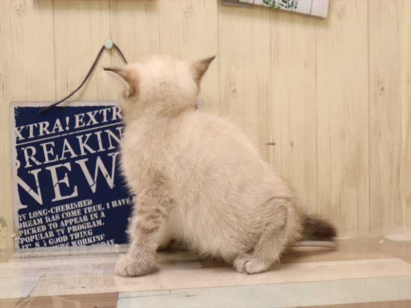 愛知県のマンチカン (ワンラブ名古屋守山インター総本店/2025年5月26日生まれ/女の子/シールリンクスポイント)の子猫の3枚目の画像