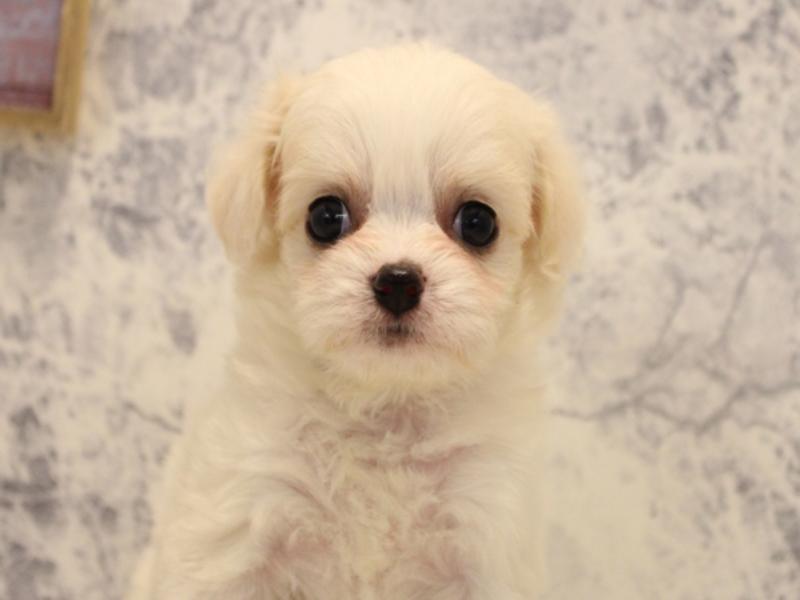 滋賀県のハーフ犬・ミックス犬 (ワンラブカインズ甲賀店/2025年5月26日生まれ/女の子/ホワイトクリーム)の子犬の1枚目の画像
