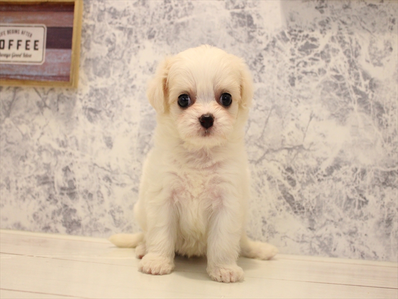 滋賀県のハーフ犬・ミックス犬 (ワンラブカインズ甲賀店/2025年5月26日生まれ/女の子/ホワイトクリーム)の子犬の3枚目の画像