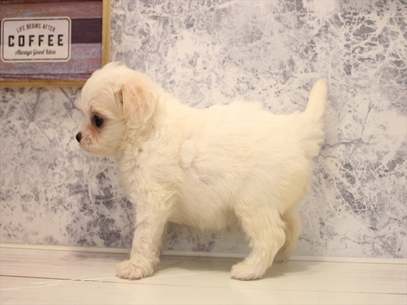 滋賀県のハーフ犬・ミックス犬 (ワンラブカインズ甲賀店/2025年5月26日生まれ/女の子/ホワイトクリーム)の子犬の2枚目の画像