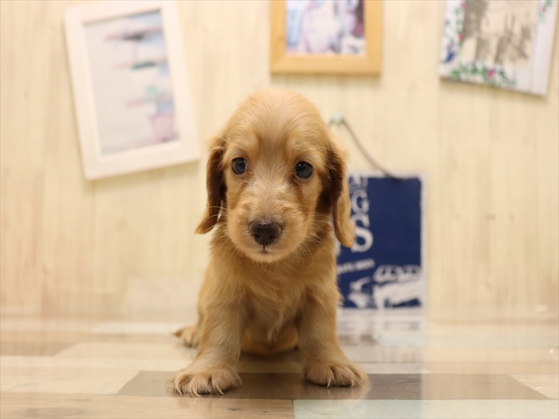 愛知県のカニンヘンダックスフンド(ロング) (ワンラブ名古屋守山インター総本店/2025年5月25日生まれ/男の子/イエロー)の子犬の2枚目の画像