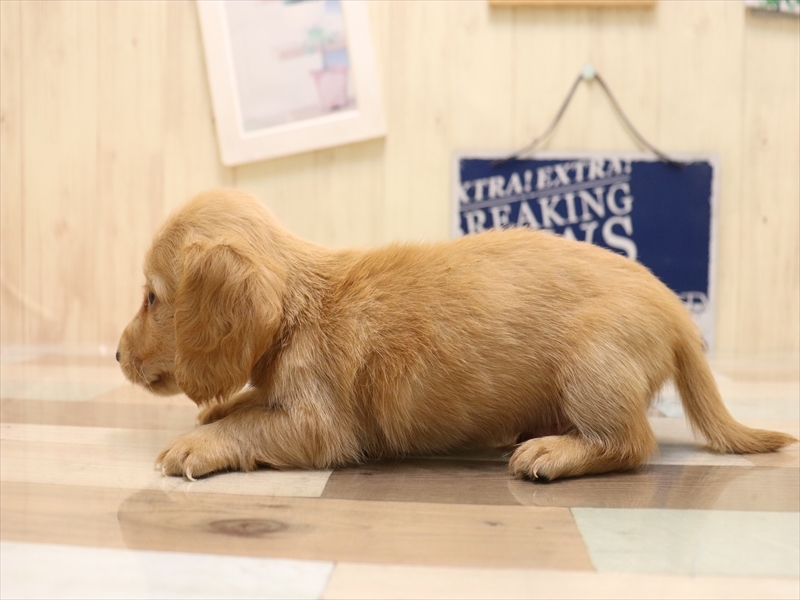 愛知県のカニンヘンダックスフンド(ロング) (ワンラブ名古屋守山インター総本店/2025年5月25日生まれ/男の子/イエロー)の子犬の3枚目の画像
