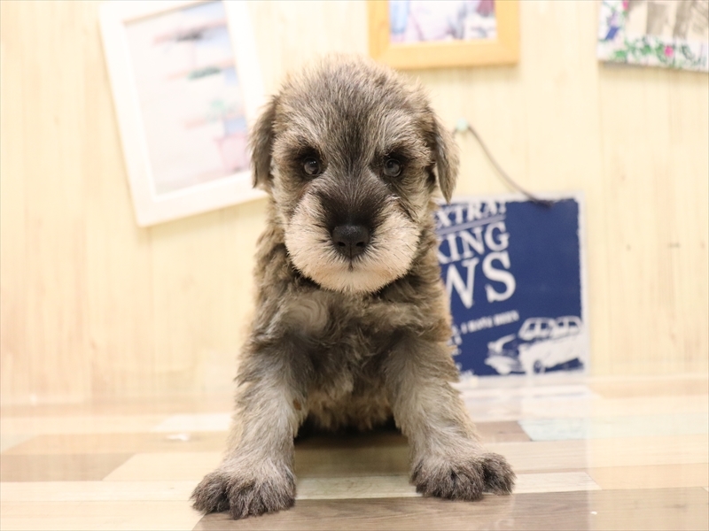 愛知県のミニチュアシュナウザー (ワンラブ名古屋守山インター総本店/2025年5月26日生まれ/男の子/ソルトペッパー)の子犬の2枚目の画像