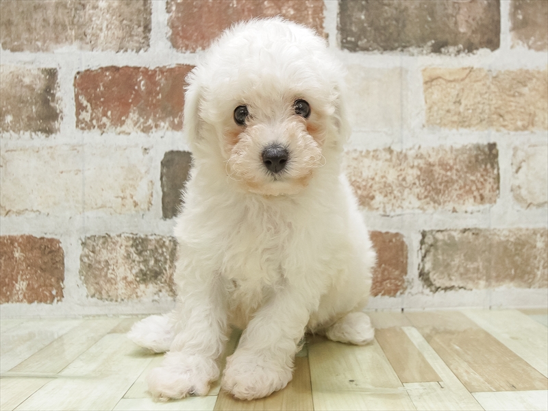 愛知県のビションフリーゼ (ワンラブ名古屋守山インター総本店/2025年6月1日生まれ/男の子/ホワイト)の子犬の3枚目の画像