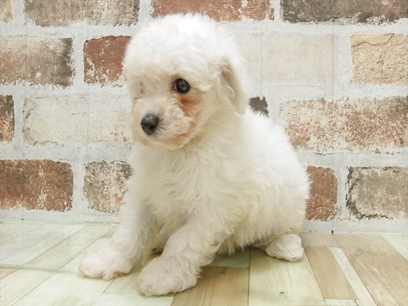 愛知県のビションフリーゼ (ワンラブ名古屋守山インター総本店/2025年6月1日生まれ/男の子/ホワイト)の子犬の2枚目の画像