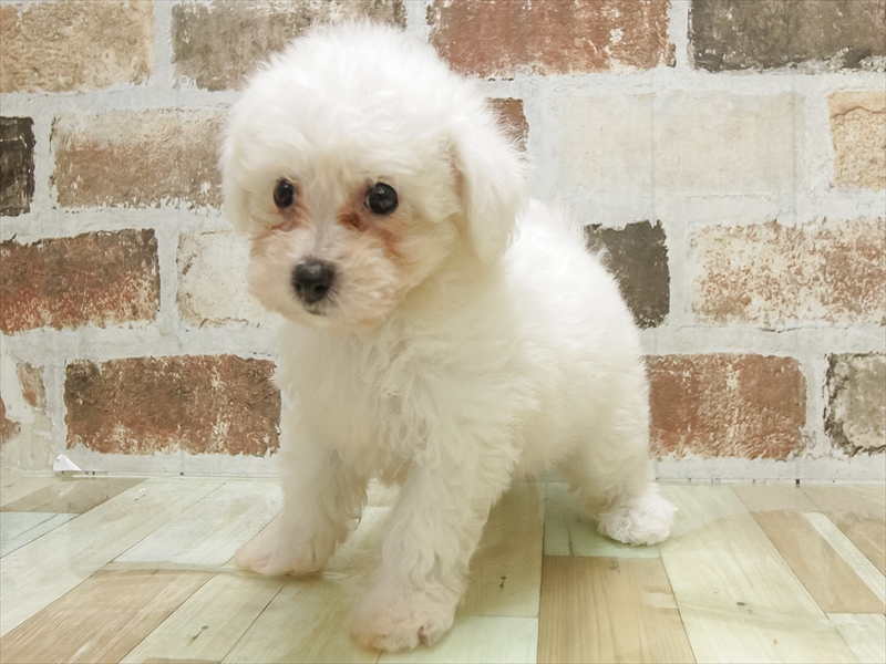 愛知県のビションフリーゼ (ワンラブ名古屋守山インター総本店/2025年6月1日生まれ/男の子/ホワイト)の子犬の2枚目の画像
