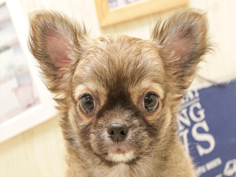 愛知県のチワワ(ロング) (ワンラブ名古屋守山インター総本店/2025年5月31日生まれ/男の子/フォーン)の子犬の1枚目の画像