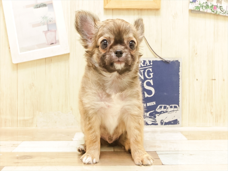 愛知県のチワワ(ロング) (ワンラブ名古屋守山インター総本店/2025年5月31日生まれ/男の子/フォーン)の子犬の3枚目の画像